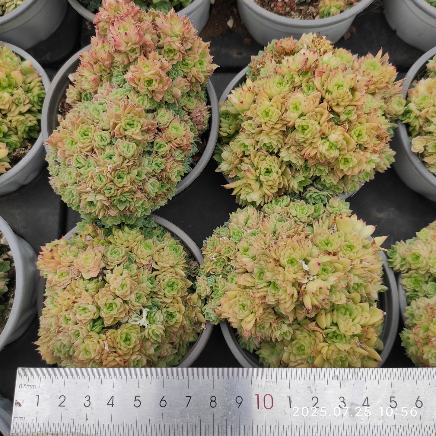 NGN273-POT メープル　マルギャン （9cm pot）