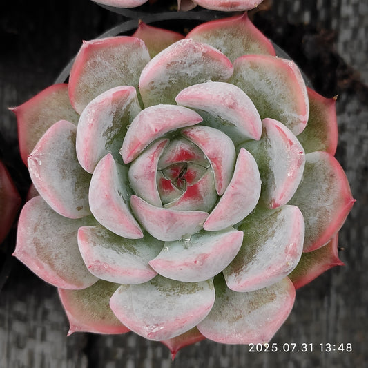 MMT825 キャロライン（5.5cm pot）