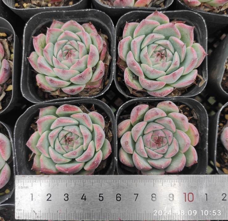 QN427-POT コロラータ