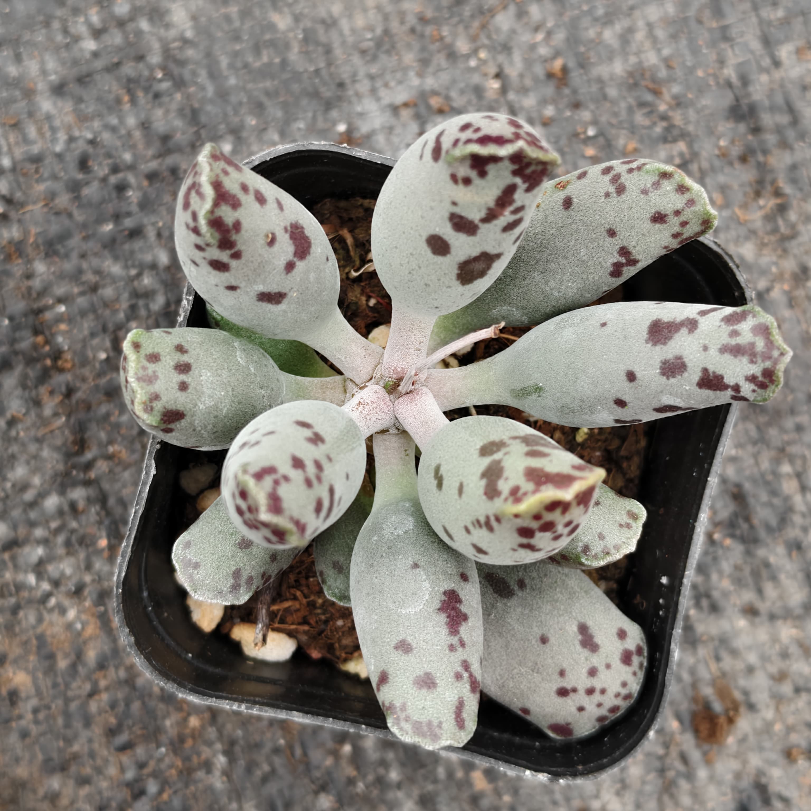 アドロミスクス（ポット苗）（現品） – Hananogen