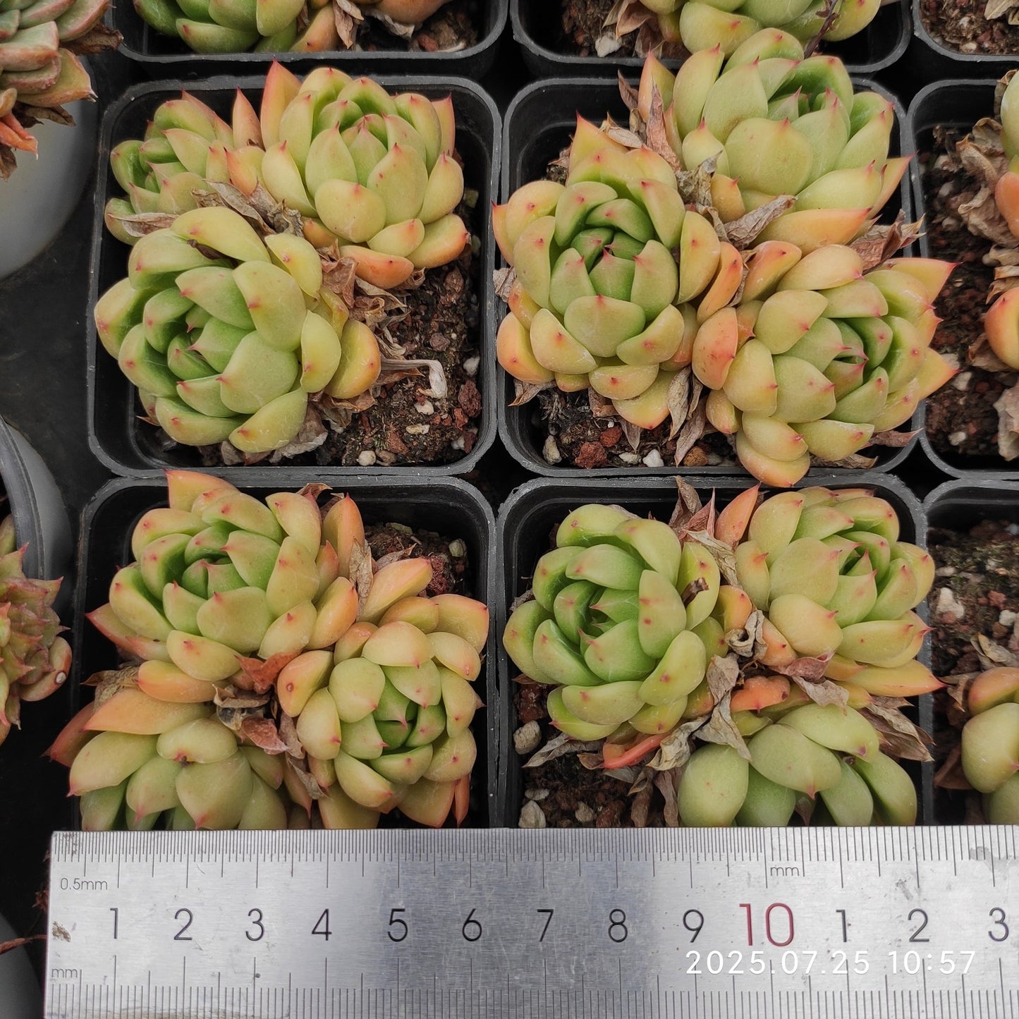 NGN596-POT ブライト　ジェニー（7cm pot）