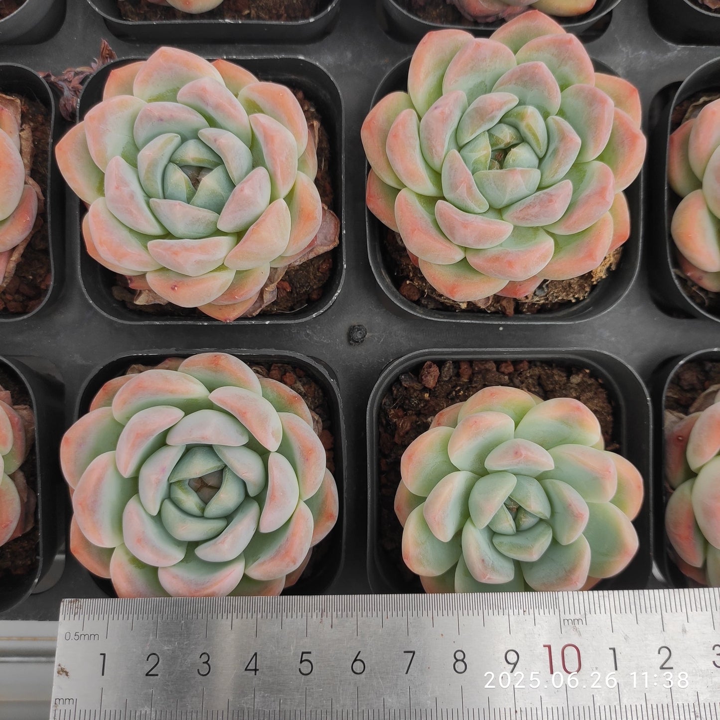 LMM364-POT ルービー　リング(6.5cm pot)