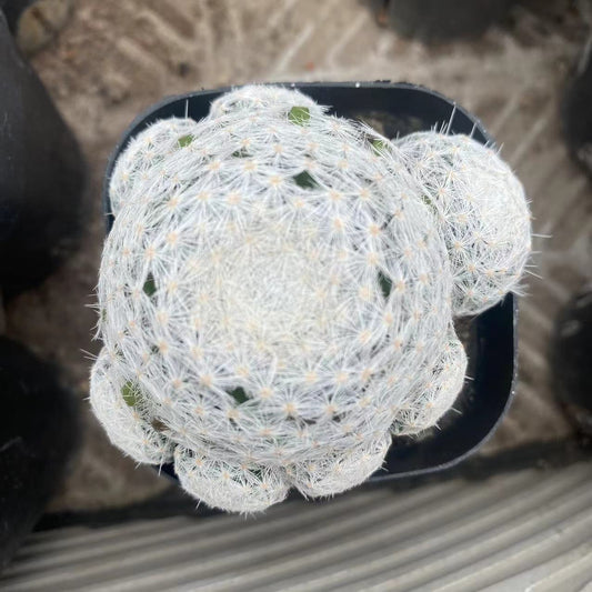 ZL206  マミラリア 姫春星（ヒメハルボシ）(6cm pot)