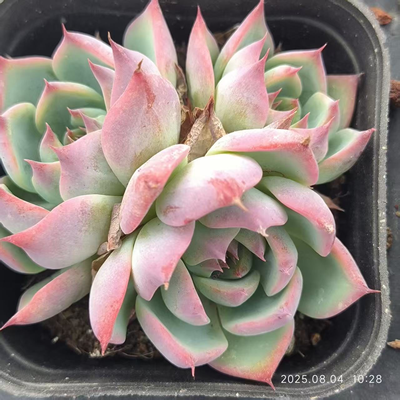 RDD028-POT コロラータ（6.5cm pot）