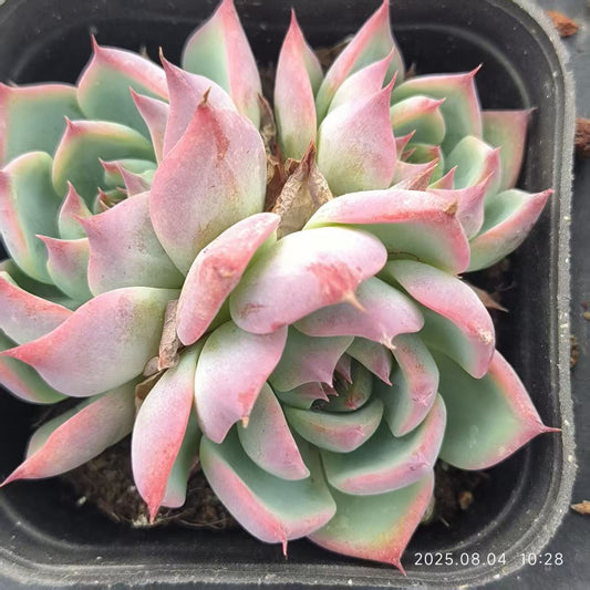 RDD028-POT コロラータ（6.5cm pot）