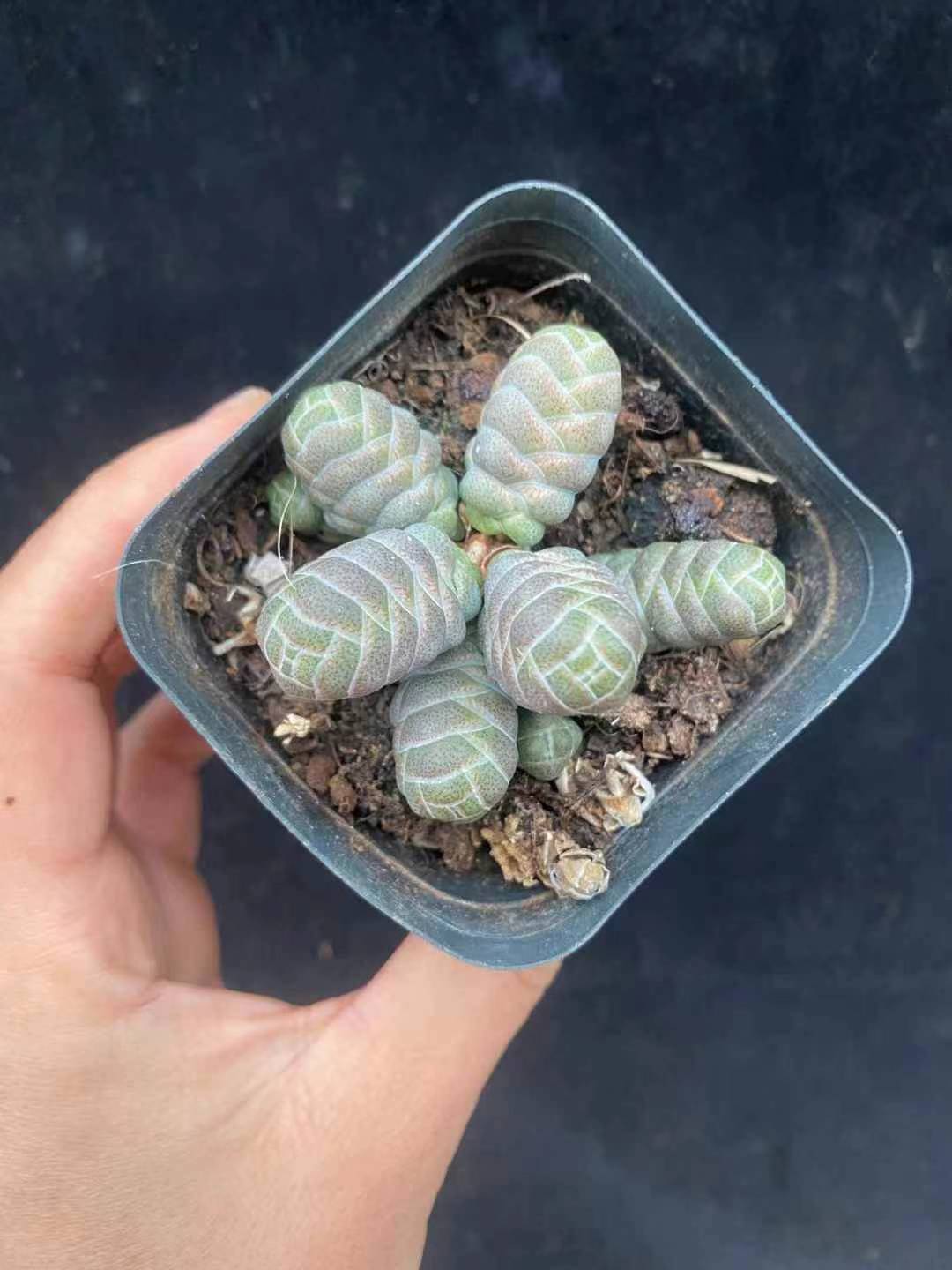 BL1370-POT 玉椿（7cm pot）