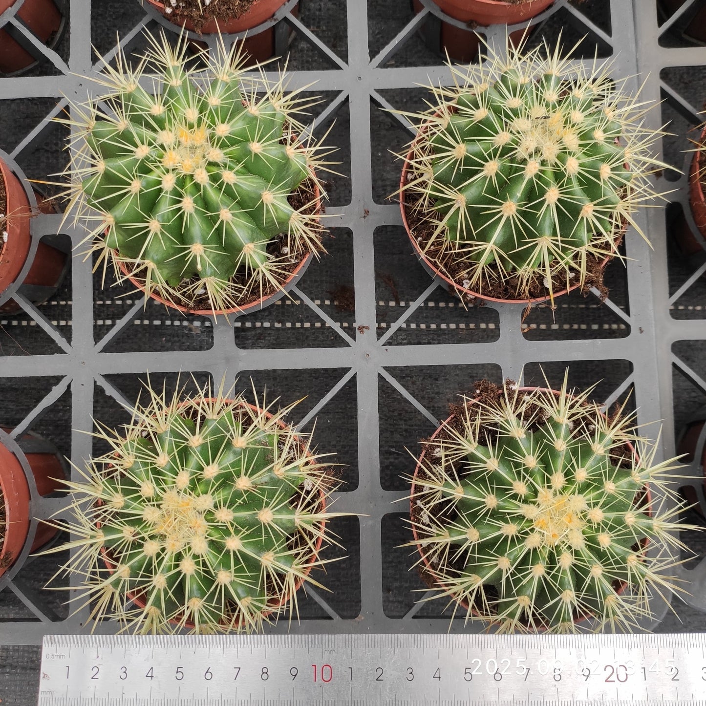 ZXX400 金鯱（9cm pot）