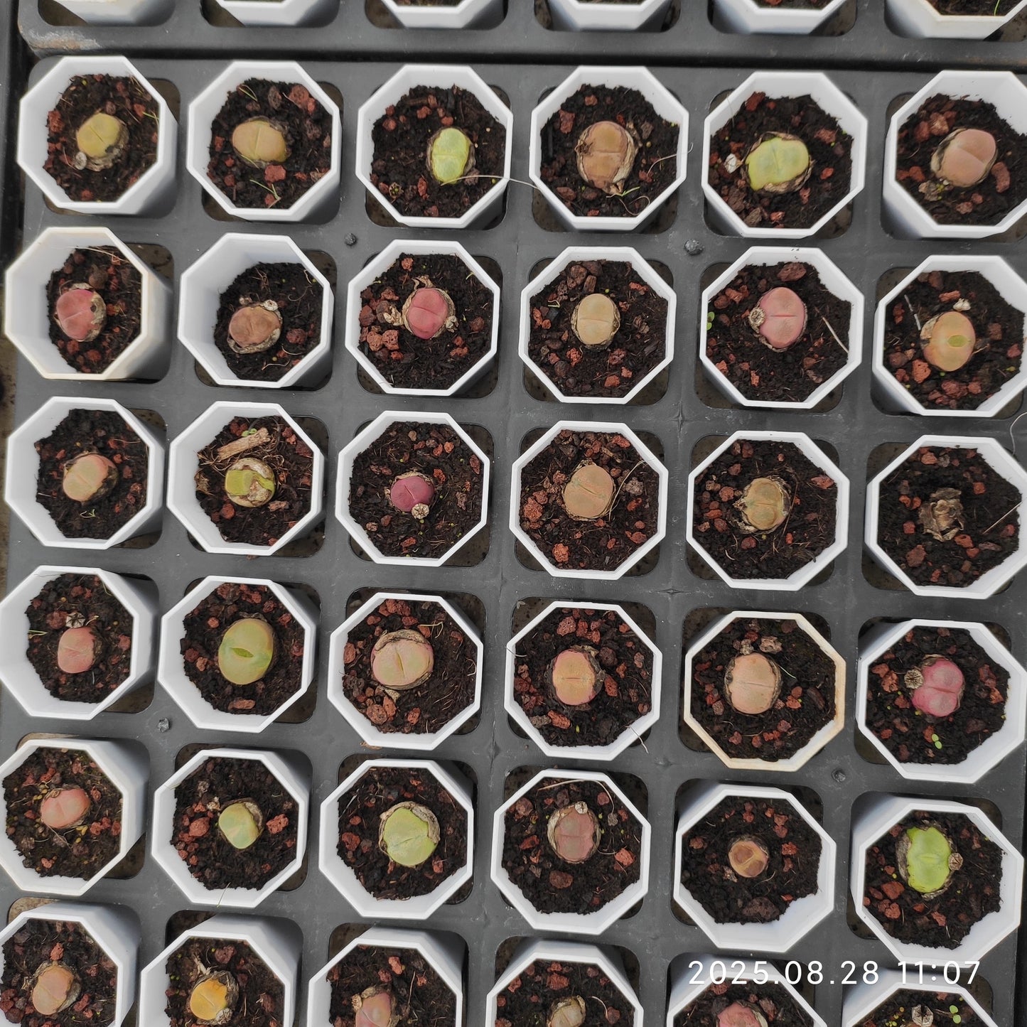 YBB235-POT コノフィツム　マウガニー（5.5cm pot）