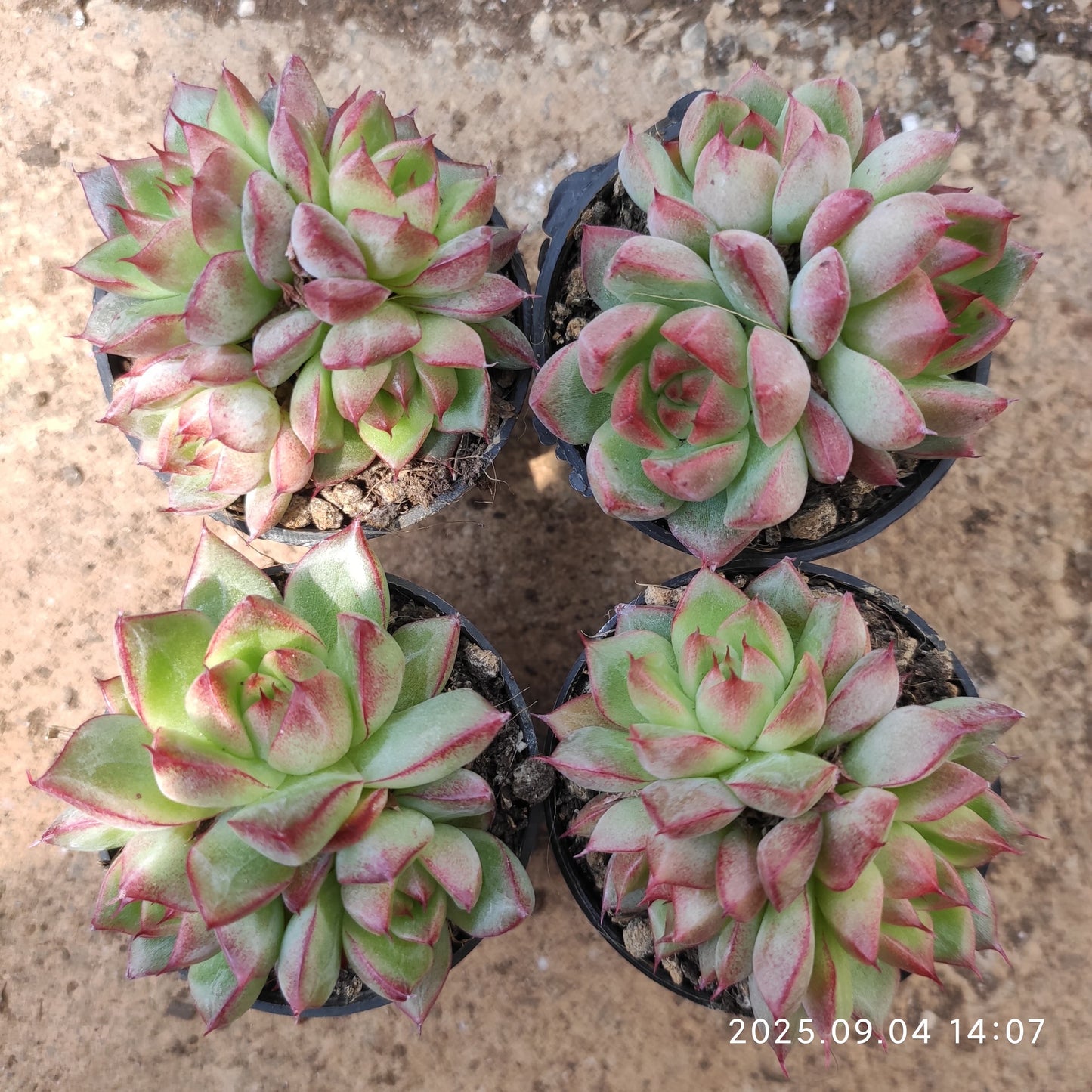 MMY864-POT ドリームクイーン（5.5cm pot）