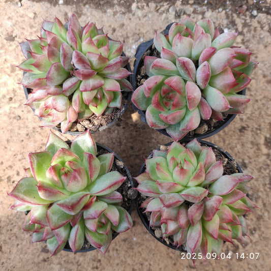 MMY864-POT ドリームクイーン（5.5cm pot）