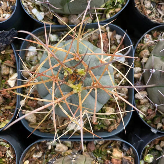 ZL546 光琳玉（5cm pot）