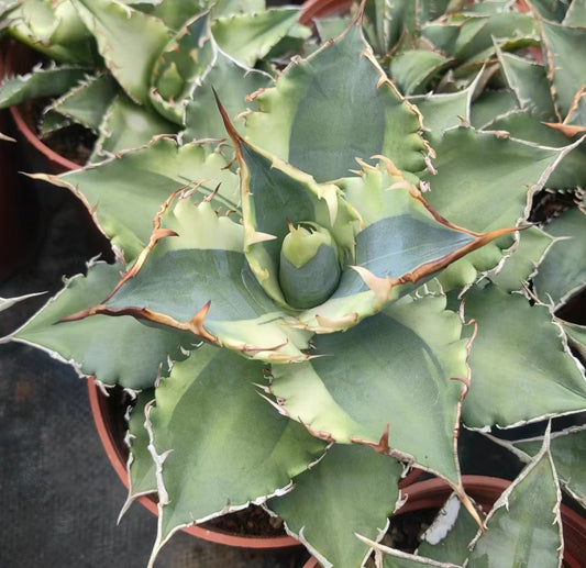 LJHH027 夕映厳竜（15cm pot）