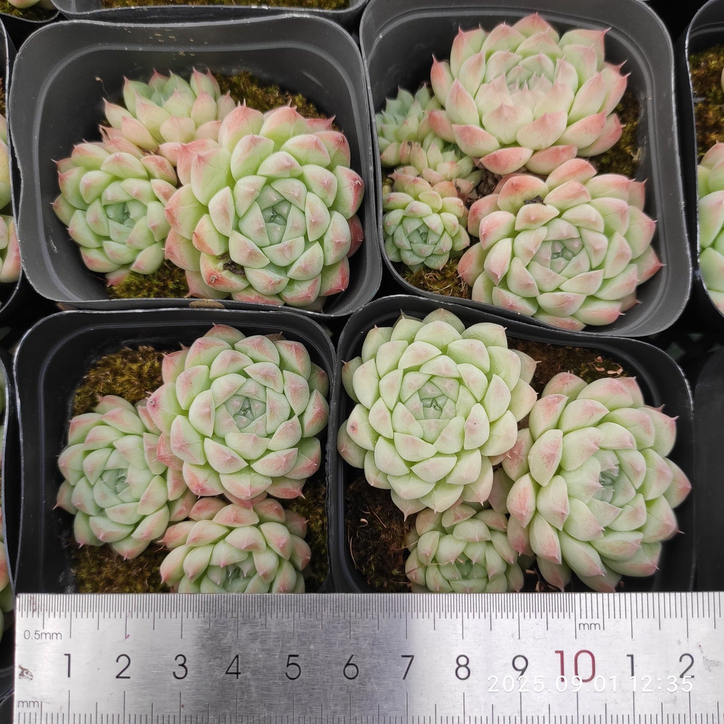 QN791-POT アルバ美尼（7cm pot）