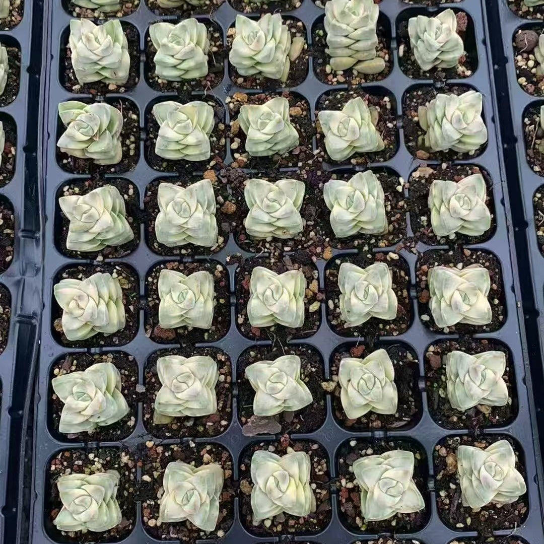 BL1992 ムーングロウ錦（3cm pot）