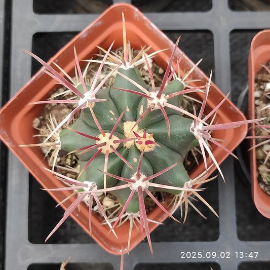 ZXX331-POT フェロカクタス　エモリ（7.5cm pot）