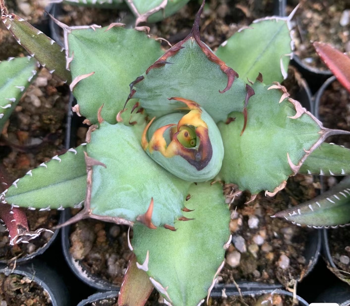 MH195 アガベ　チタノタ　コンパクト(7cm pot）