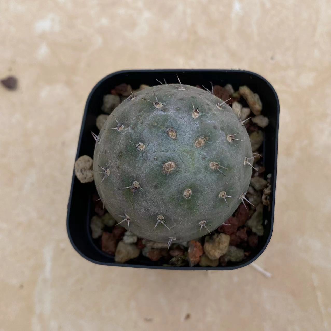 ZL029 テフロカクタス?ゲオメトリクス(6cm pot）