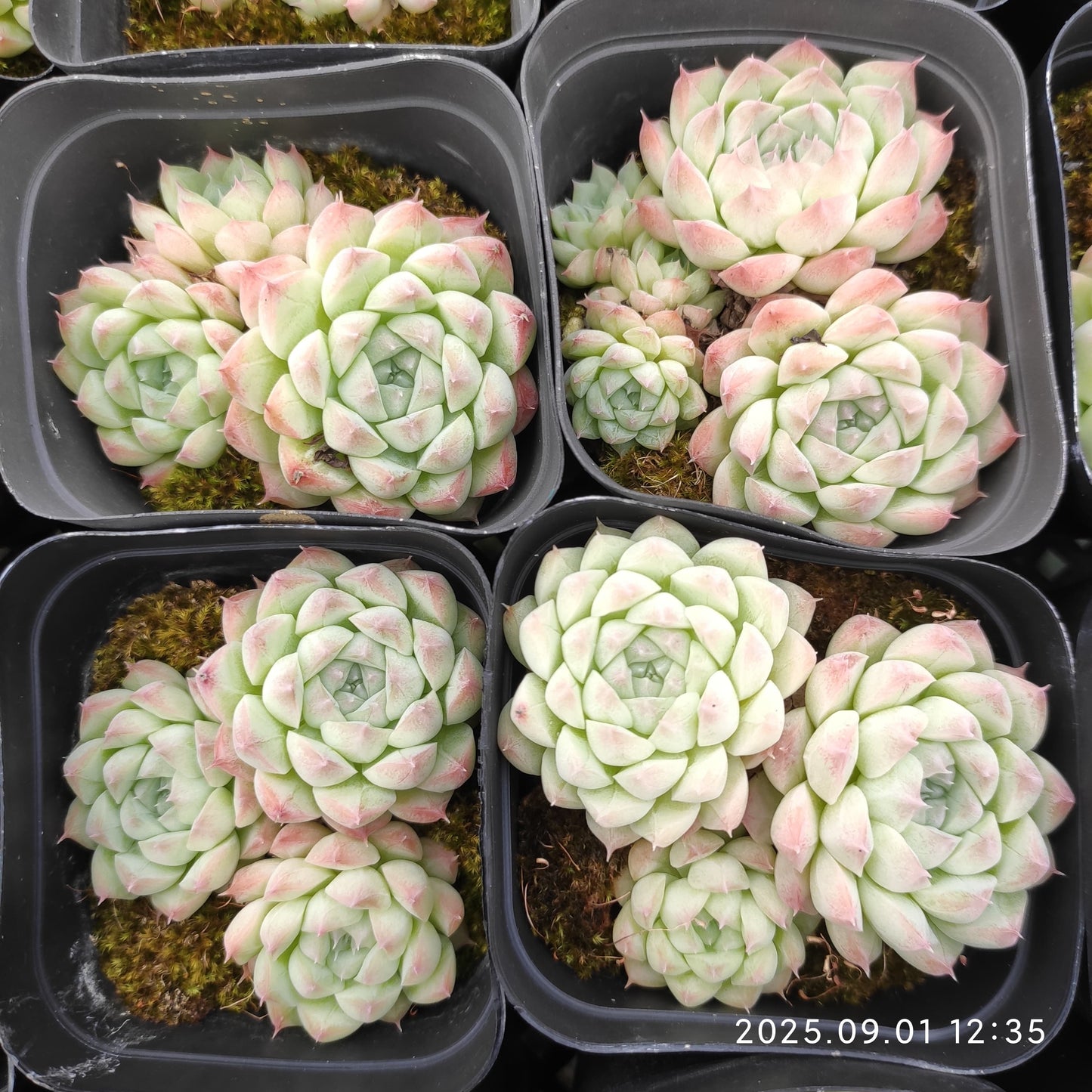 QN791-POT アルバ美尼（7cm pot）