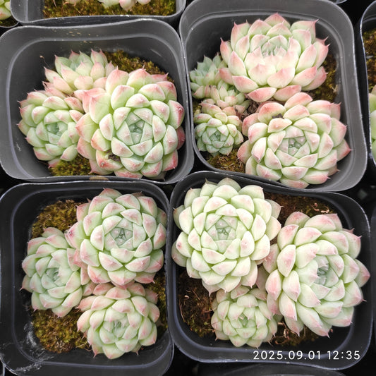 QN791-POT アルバ美尼（7cm pot）