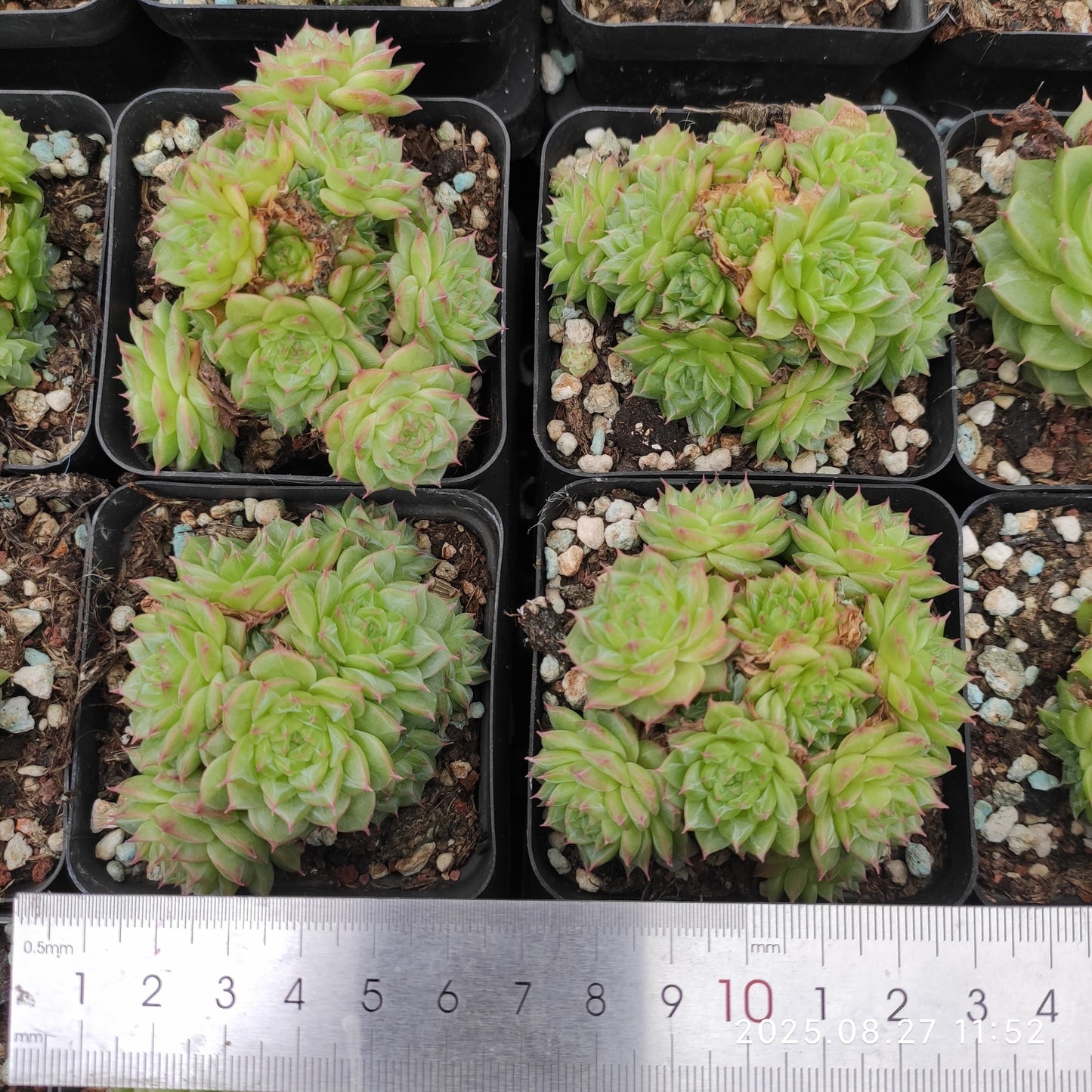 XQ824-POT マルガン（5.5cm pot）