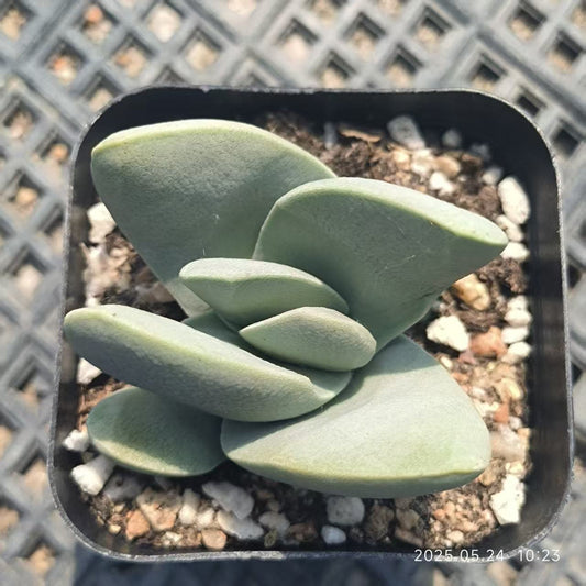 HH193 クラッスラ・ファルカータ(6.5cm pot）