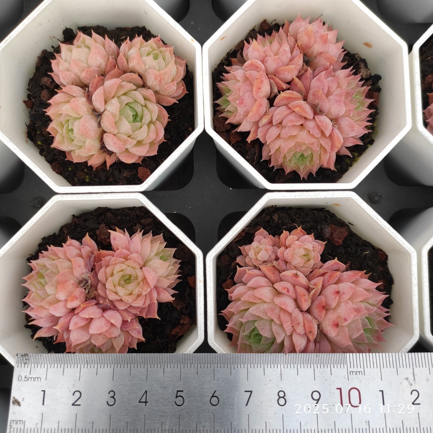 YBB133-POT シャーロットローズ（7cm pot）