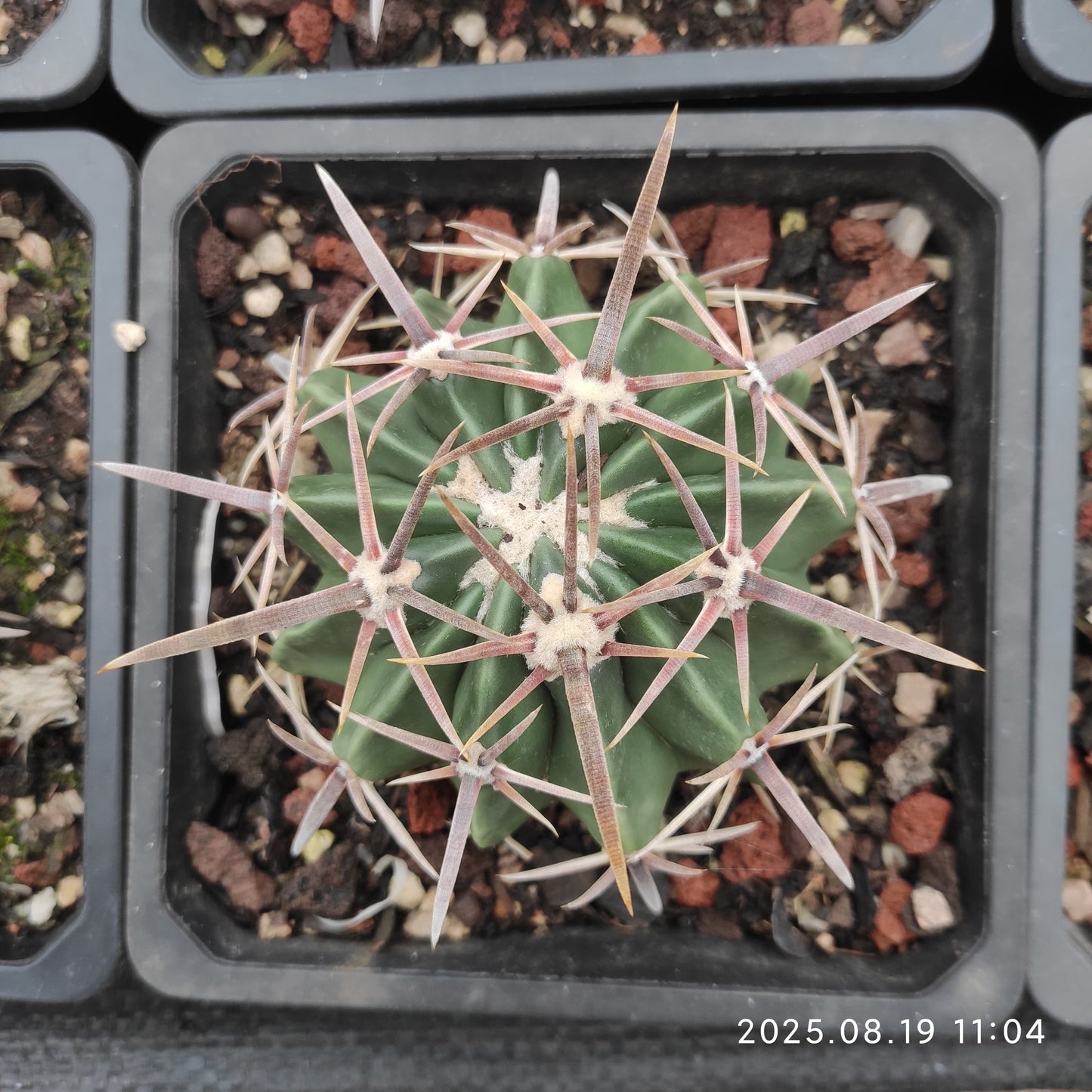 DMC049 綾波(12cm pot）