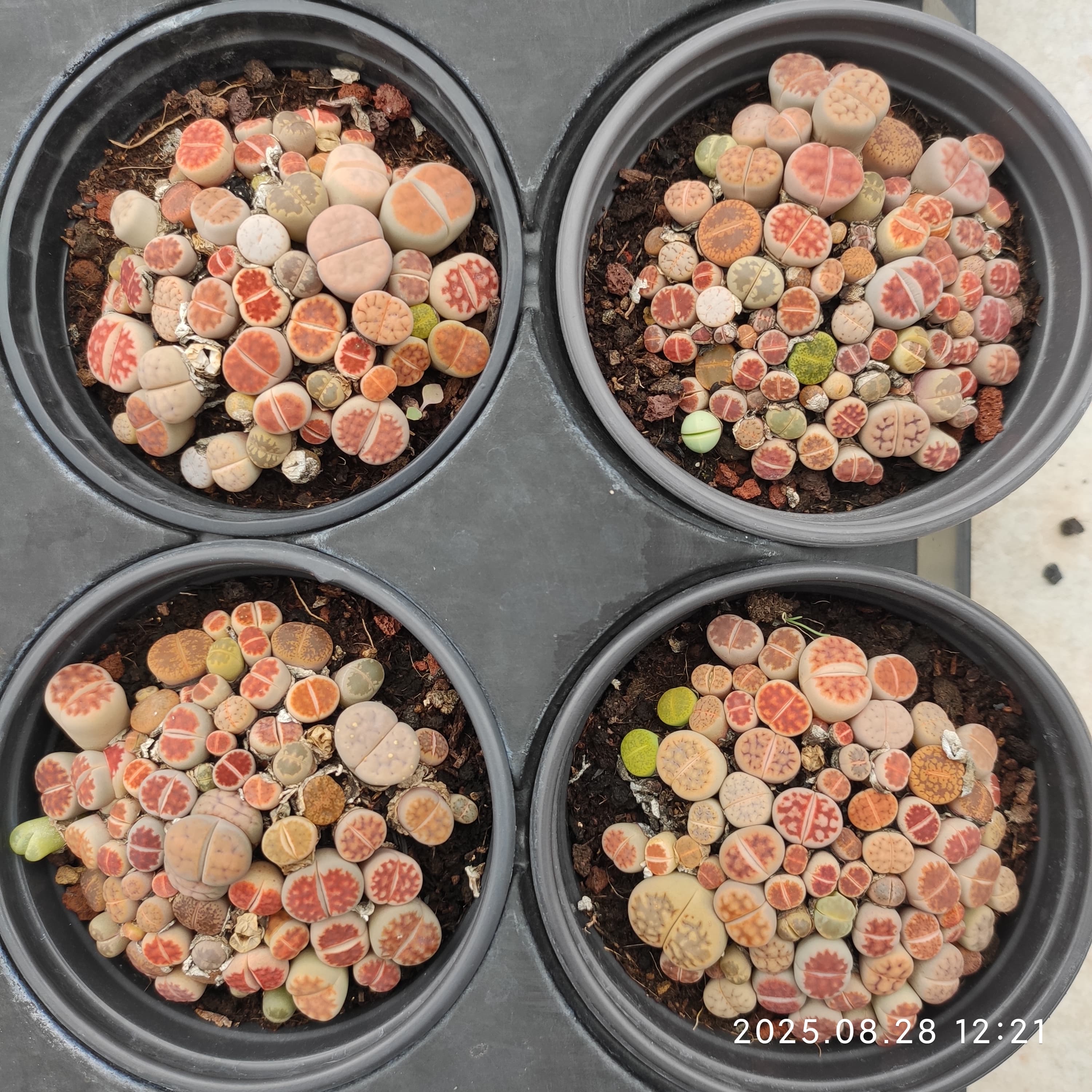 リトープス（ポット苗）（現品） – Hananogen