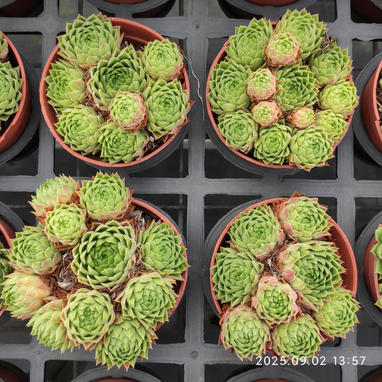 ZXX277-POT 巻絹（9cm pot）