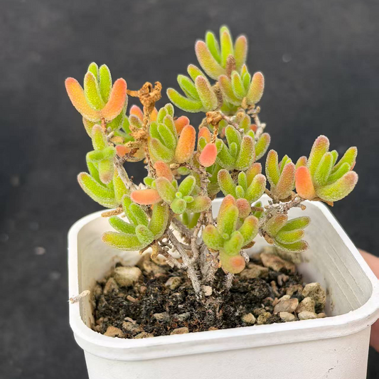 MMY636-POT アイス　オリンジ(5.5cm pot）