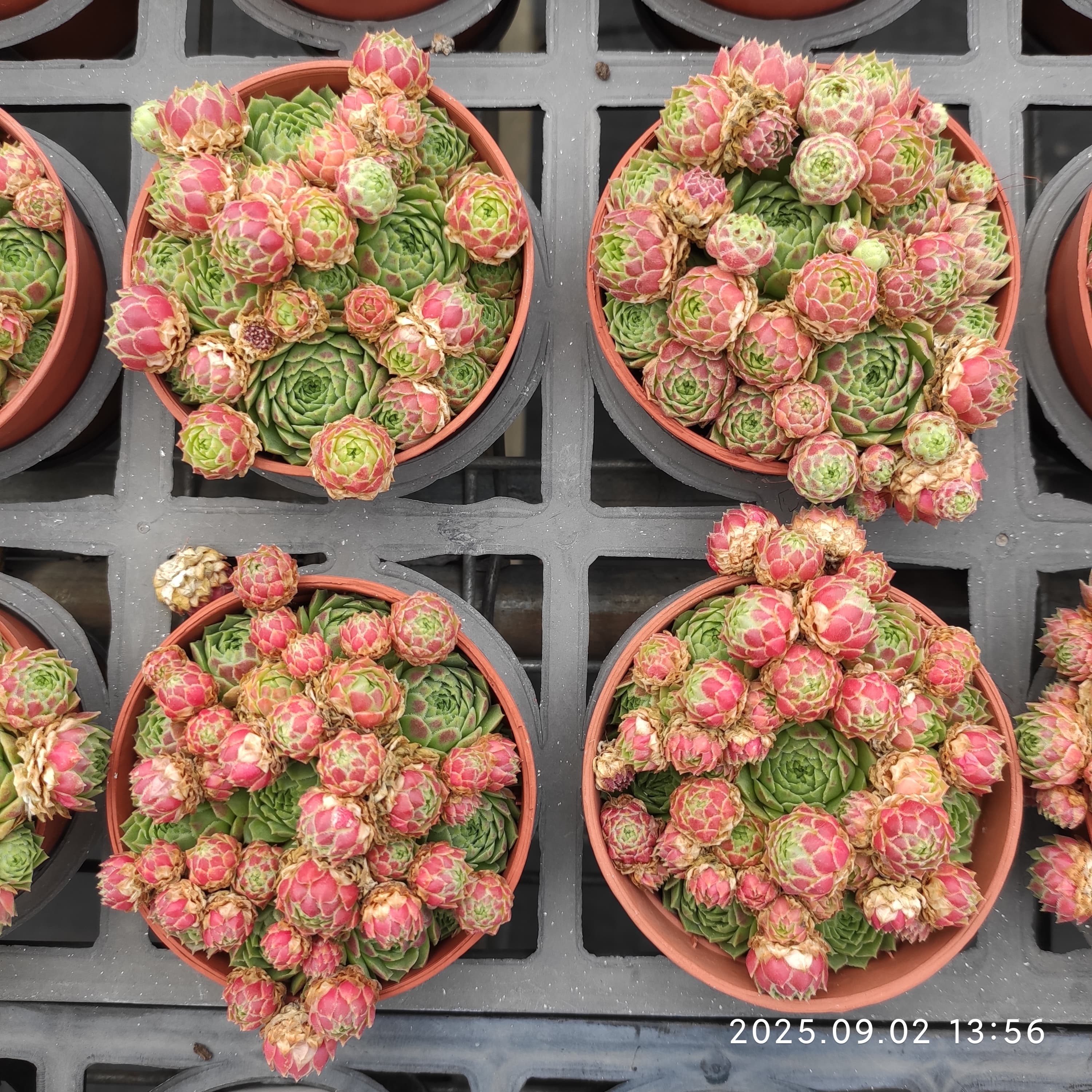 1ポット410円〜 選べるセンペルビウム 5月その10 1ポット410円より