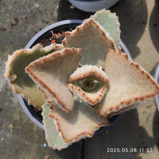 DQ145 ベヘーレンシズ　ファング(9cm pot）