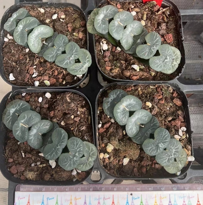 CS098-POT シ-スル一(7cm pot）