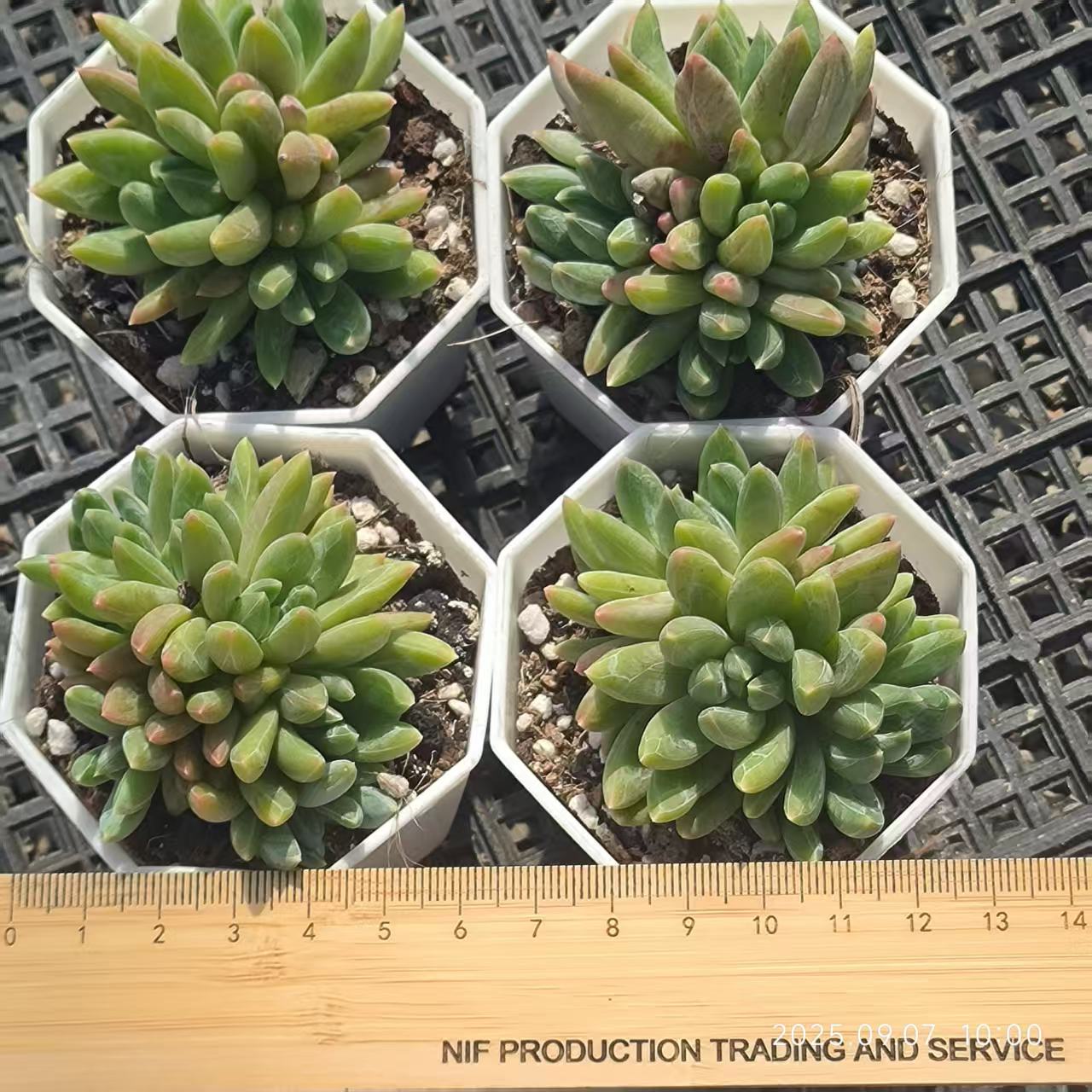 FFH086-POT ピンククリスタルローズ（6.5cm pot）