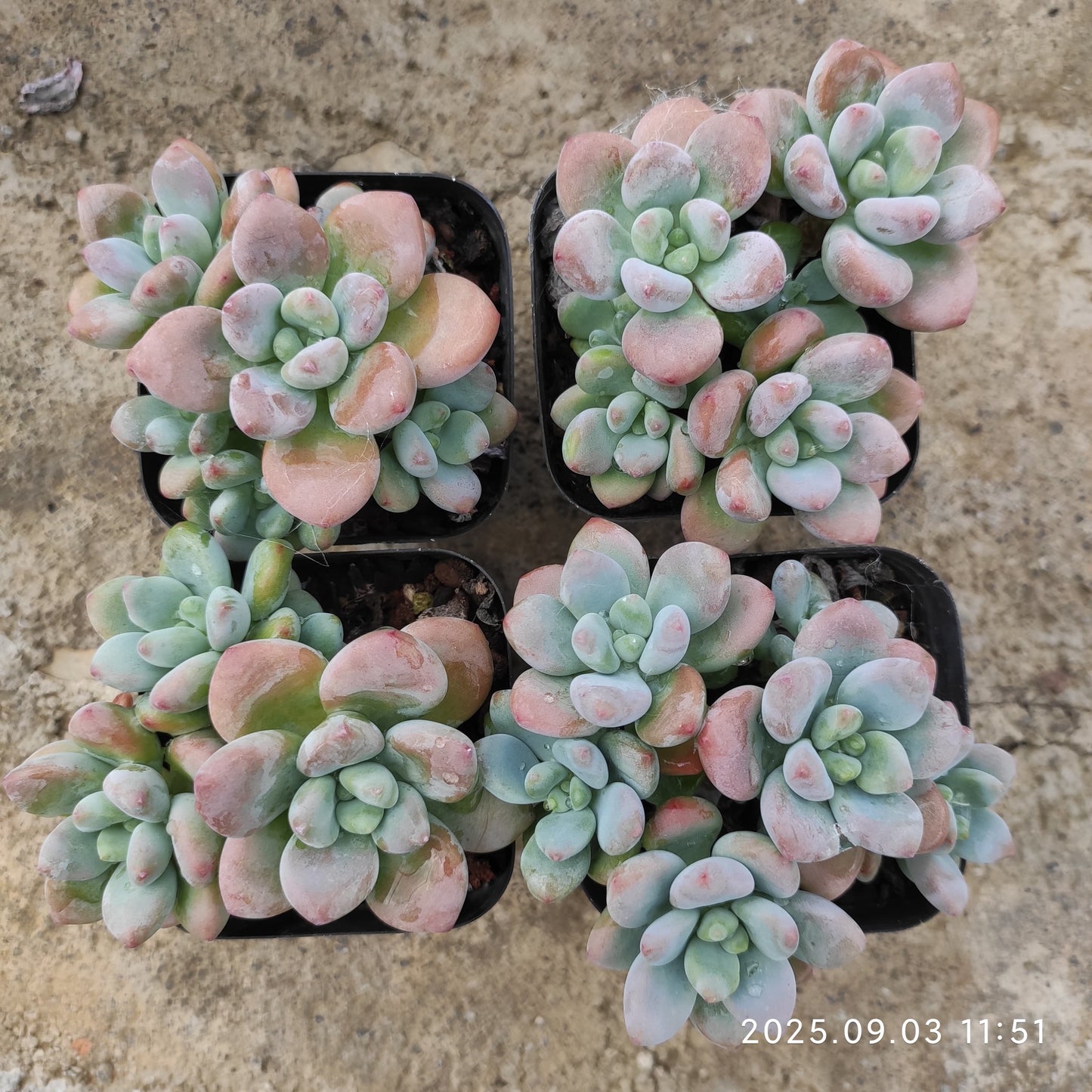 ZZA076-POT レジェンド (7cm pot)