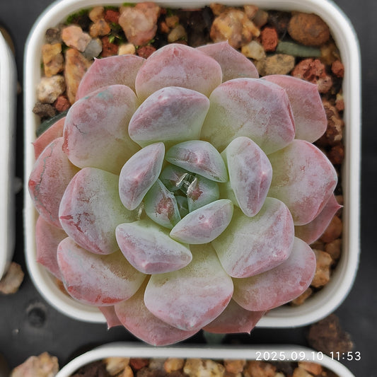 HG078 アメイジング　グレース x フォーティチュード（7cm pot）