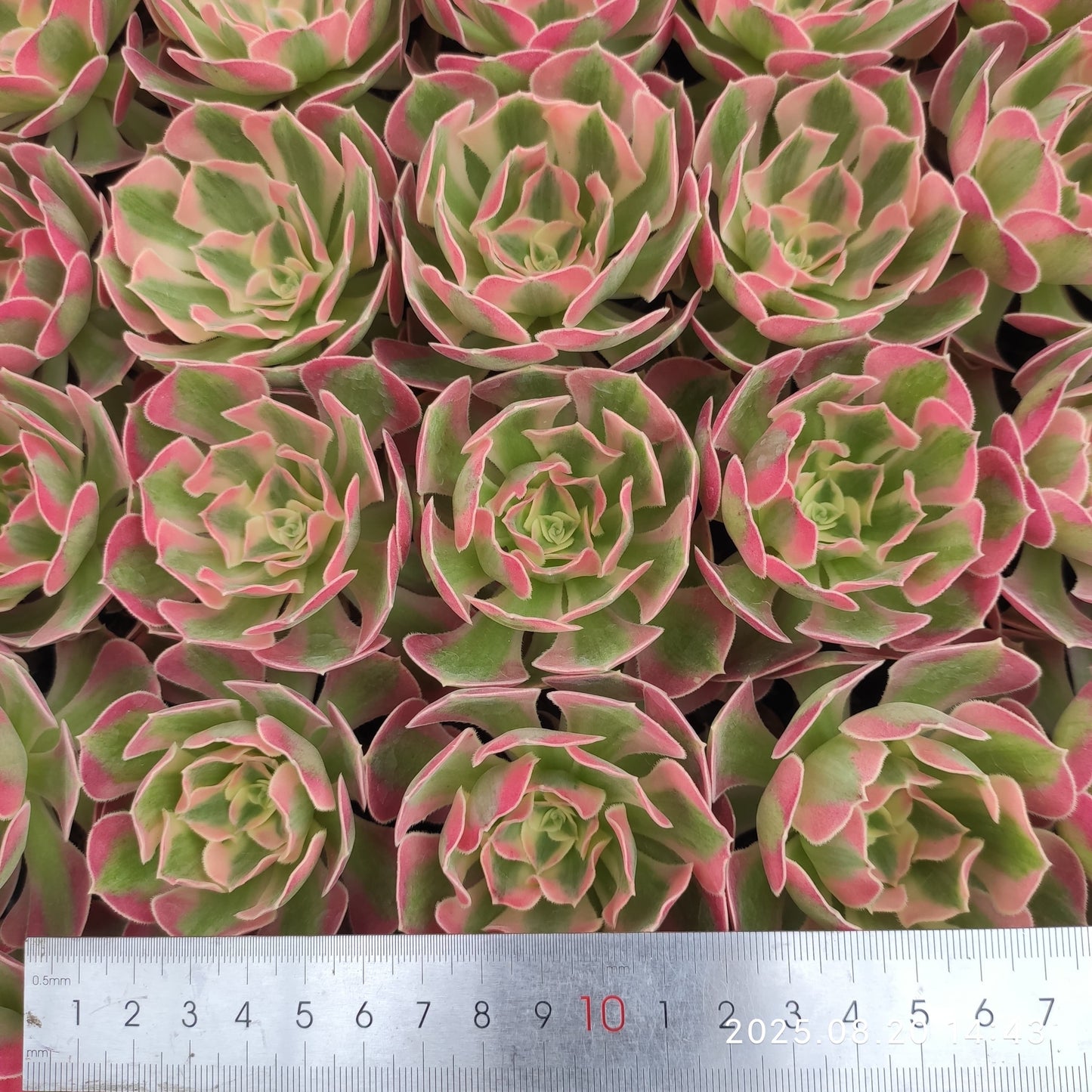 ON631-POT フラワリー　ライフ（7cm pot）