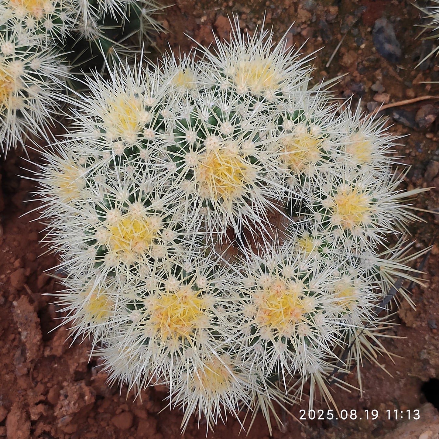 DMC053 金鯱（10cm pot）