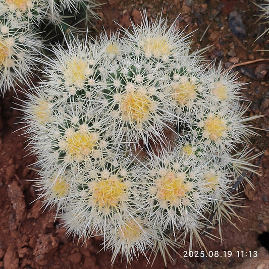 DMC053 金鯱（10cm pot）