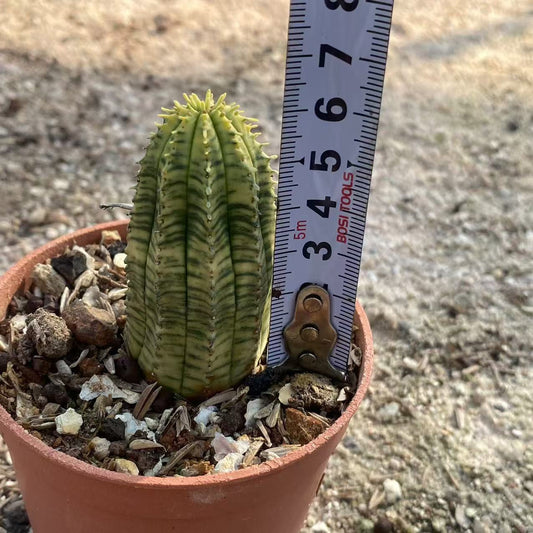 ZL560 オベサ錦（6cm pot）