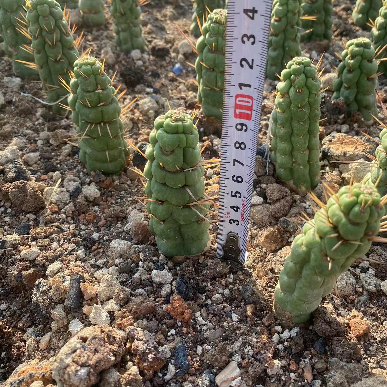 サボテン 種付き♪抜き苗 Amazon.co.jp: 白檀 サボテン 抜き苗発送 根付き : DIY・工具