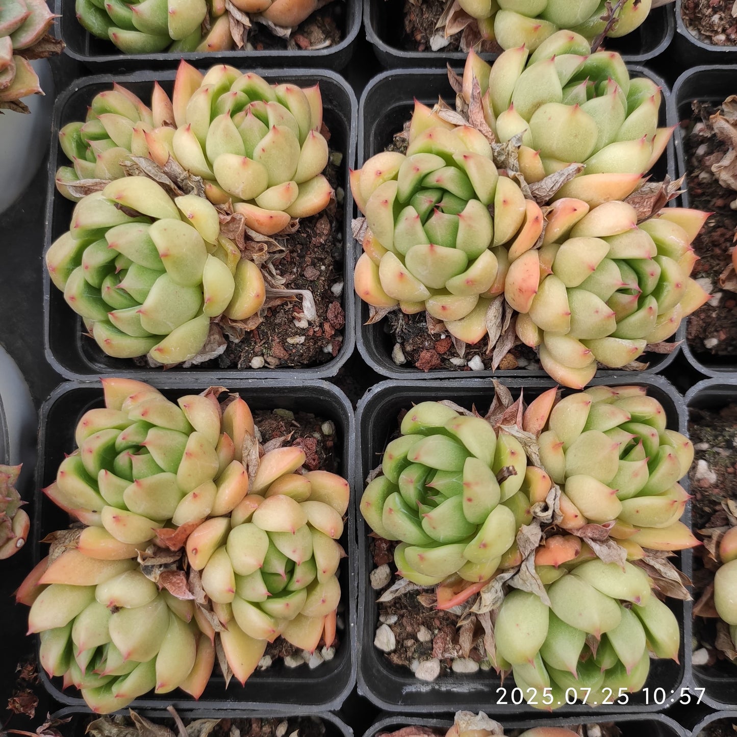 NGN596-POT ブライト　ジェニー（7cm pot）