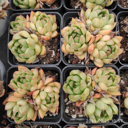 NGN596-POT ブライト　ジェニー（7cm pot）