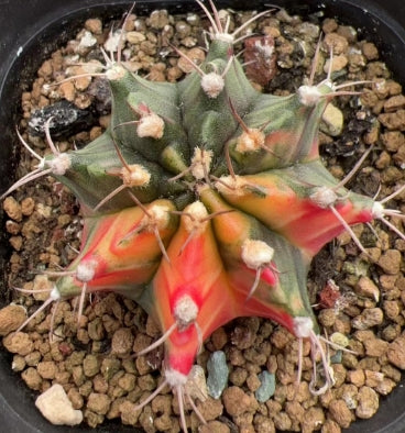 CS036-POT ミハノビッチ錦（7cm pot）