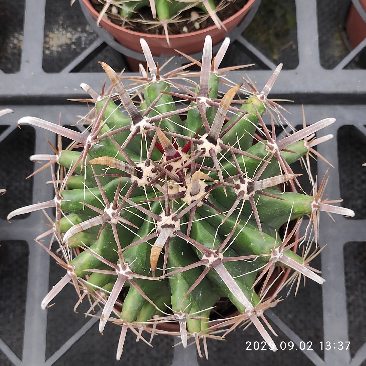 ZXX344 巨鷲玉(12cm pot）