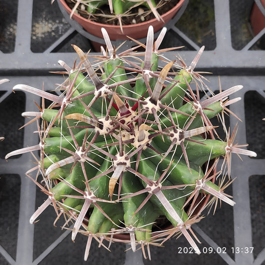 ZXX344 巨鷲玉(12cm pot）