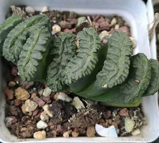 SJC377-POT 海蛍ウミホタル(6.5cm pot）