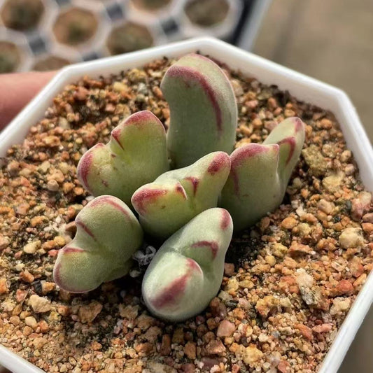 SS020-POT カウビニアエ（6cm pot）