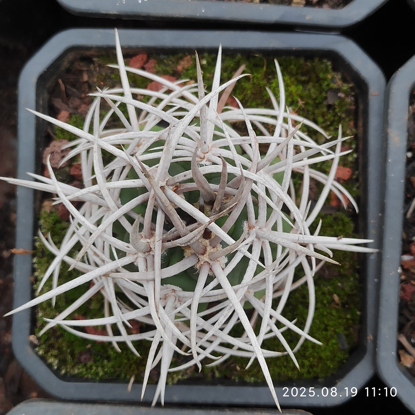 DMC052 碧厳玉（7cm pot）