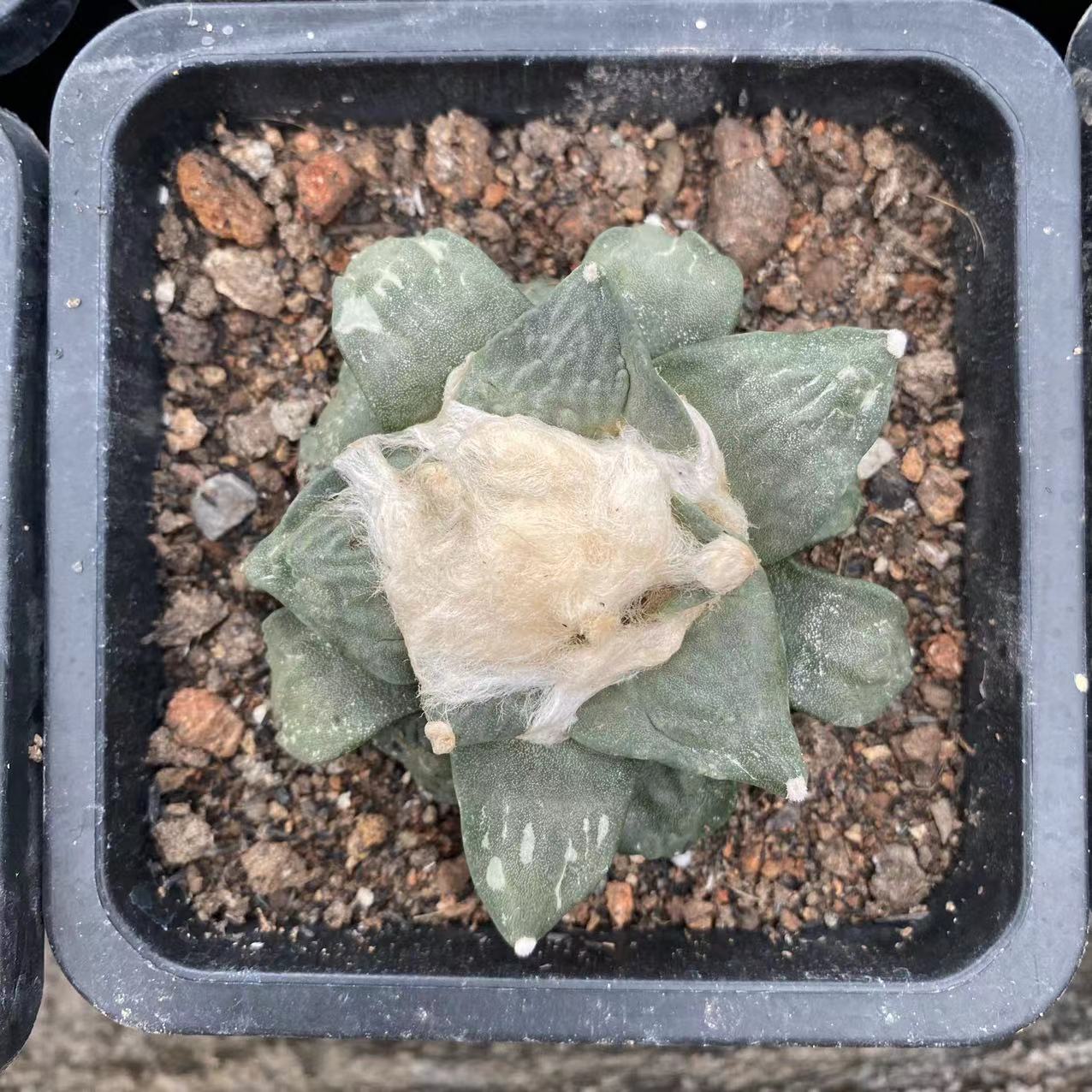 ZL237 玉牡丹（7cm pot)